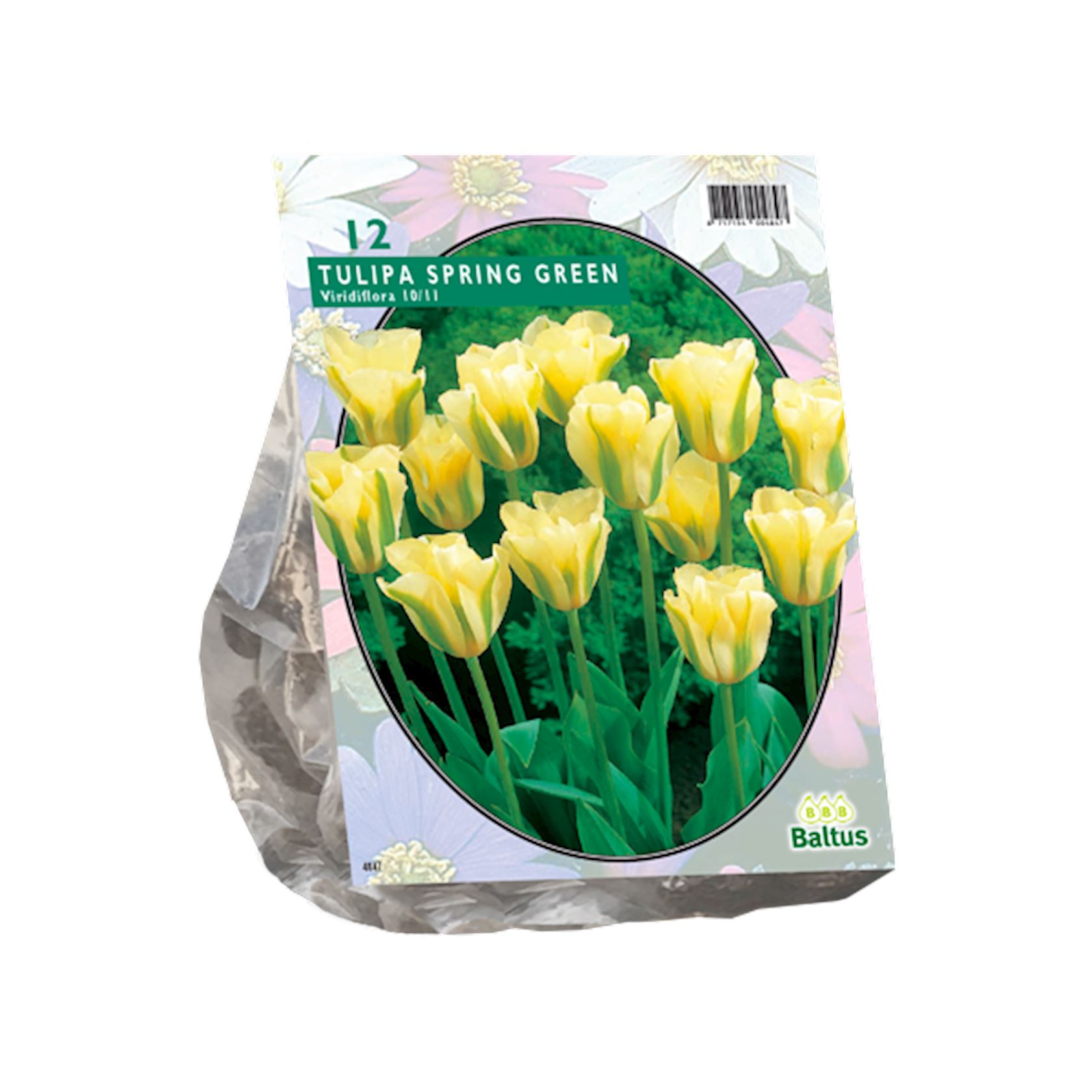 Baltus'Tulipa Spring Green'voorjaarsbloeiers - Viridiflora - 12 bollen afbeelding