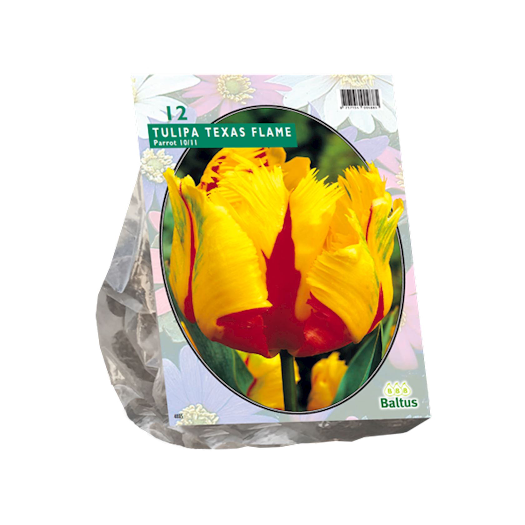 Baltus 'Tulipa Texas Flame' - voorjaarsbloeiers - Parkiet - 12 bollen