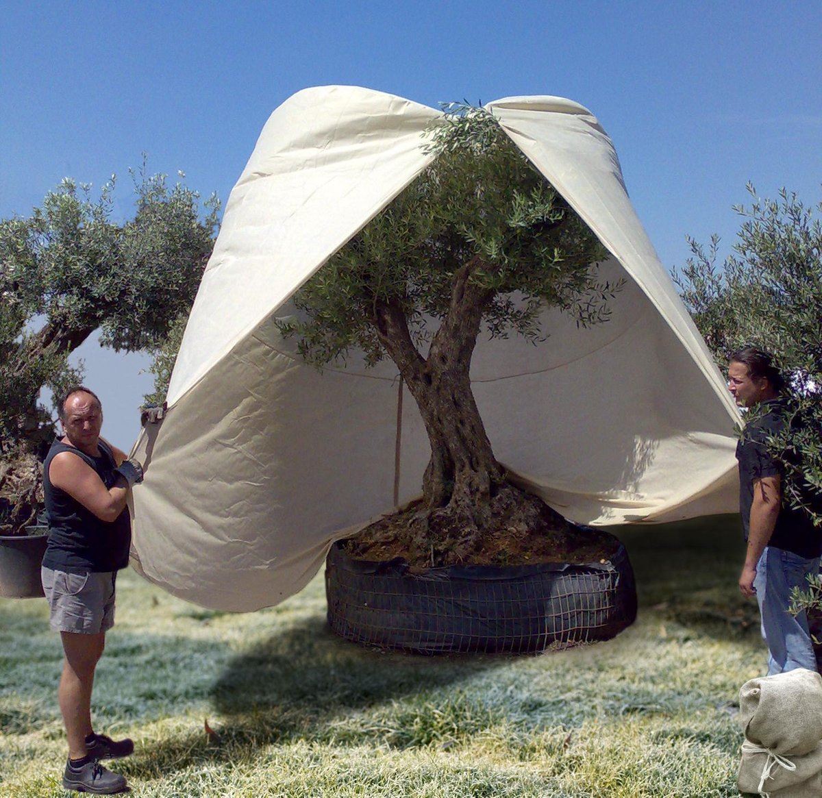 Videx vorstbescherming thermohoes'XXXL'voor mediterrane planten -Ø250x350cm afbeelding