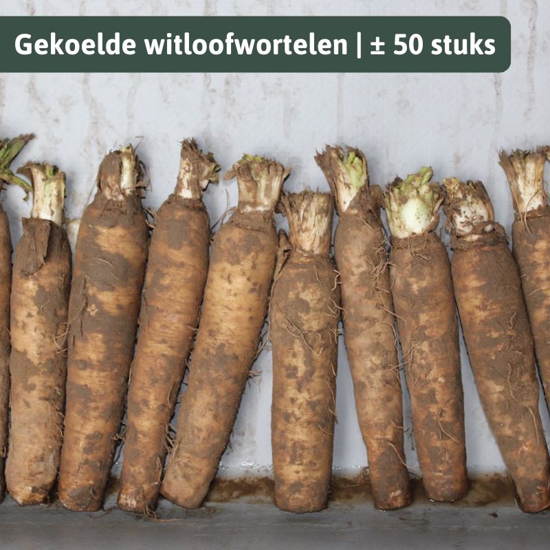 Grond witloofwortels/witloofpennen gekoeld - zak± 50 stuks (of ± 7-9 kg) - Gekoelde witloofwortelen afbeelding