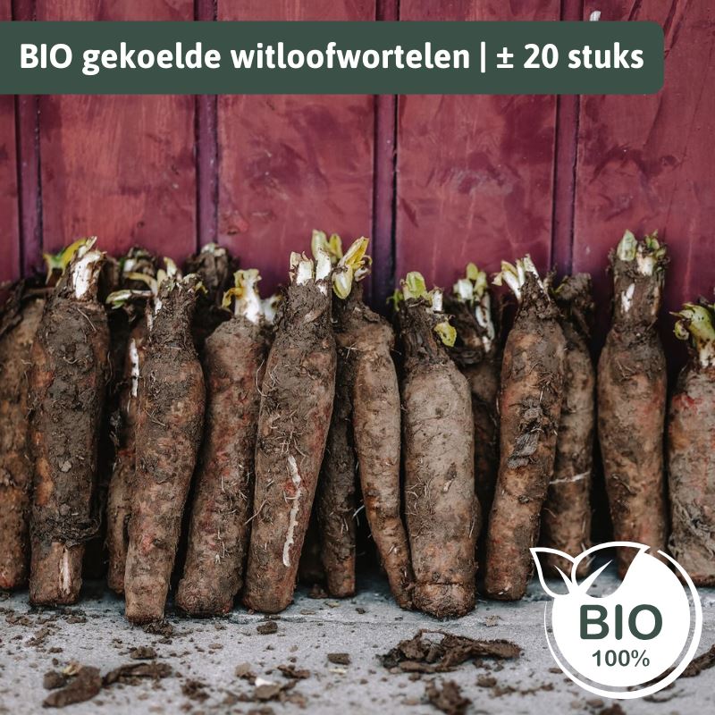 Mr. Chicon - Premium BIO grond witloofwortels/witloofpennen gekoeld - zak± 20 stuks afbeelding