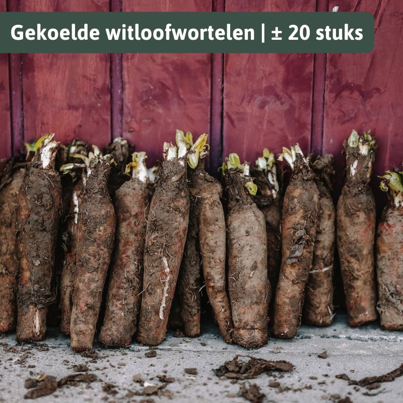 Mr. Chicon - Premium grond witloofwortels/witloofpennen gekoeld - zak± 20 stuks afbeelding